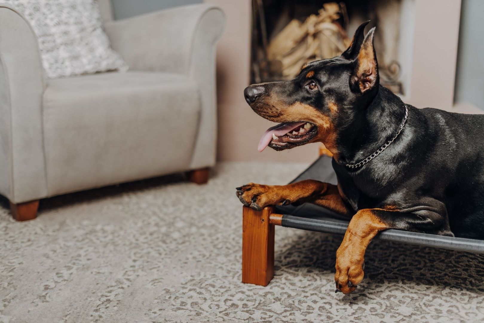 Dobermann ligger på en stol i ett ljust vardagsrum