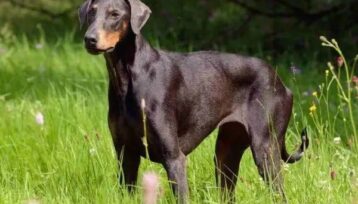 Dobermann står uppmärksamt i en gräsbevuxen äng