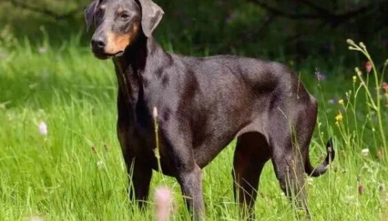 Dobermann står uppmärksamt i en gräsbevuxen äng