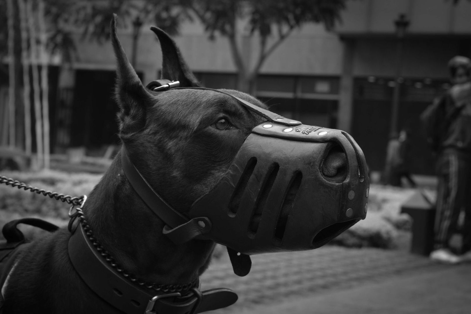 Närbild av en dobermann med munkorg och halsband utomhus