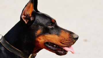 Närbild av en svart och brun dobermann med upprättstående öron