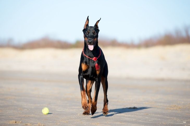 Dobermann står på en sandig strand med en tennisboll framför sig