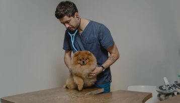 Veterinär undersöker en liten hund med stetoskop på en klinik
