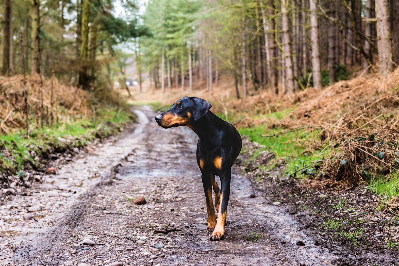 Dobermann går på en stenig skogsstig omgiven av träd