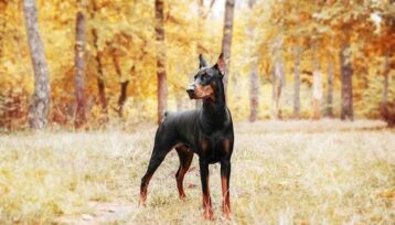 Dobermann står alert i en höstskog och illustrerar hundens beteende