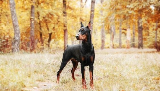 Dobermann står alert i en höstskog och illustrerar hundens beteende
