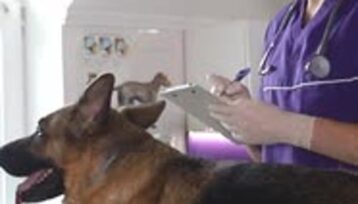 Veterinär undersöker en stor hund på en undersökningsbrits