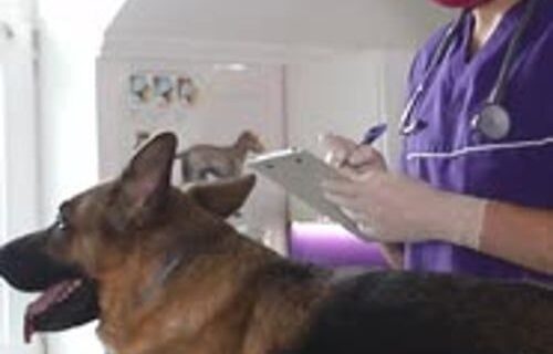 Veterinär undersöker en stor hund på en undersökningsbrits